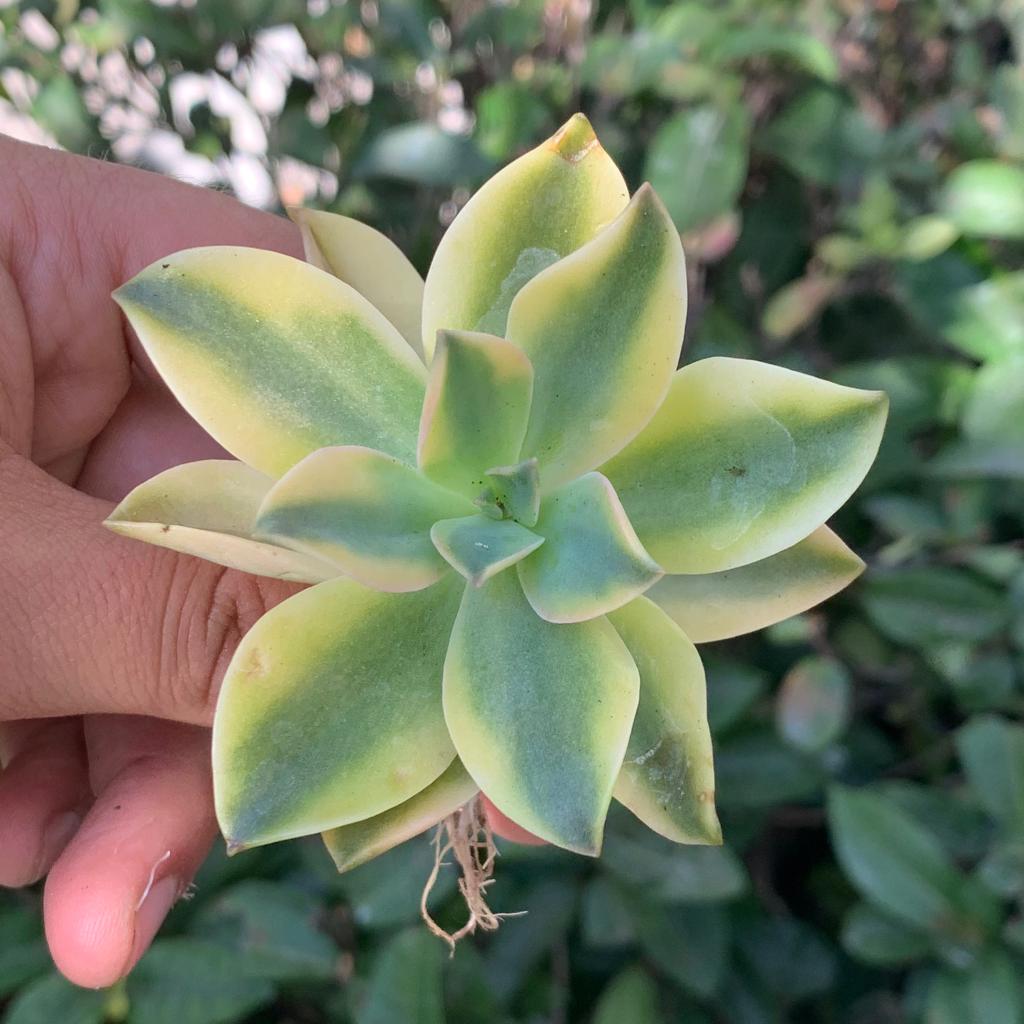 C echeveria fred ives Rooted succulent plant graptoveria Graptoveria Fred Ives