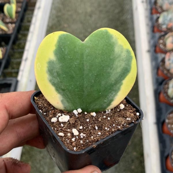 Heart-shaped leaf plant